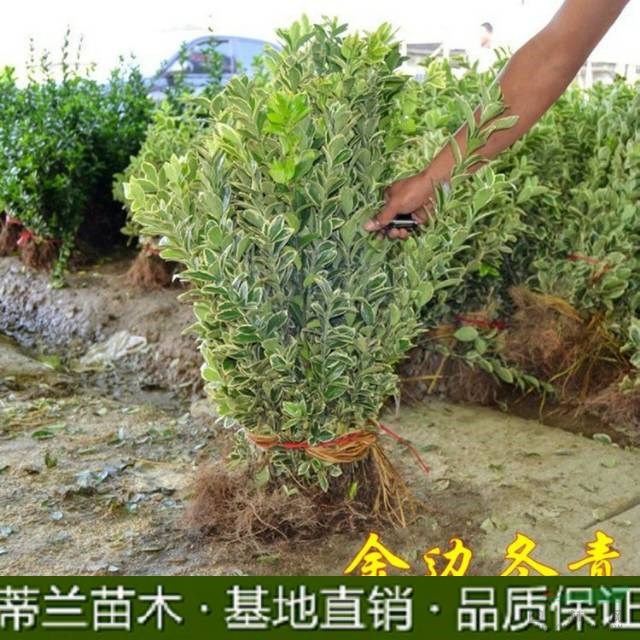 江蘇金邊黃楊批發(fā)價(jià)格便宜，這是今天從基地實(shí)拍的金邊黃楊圖片，