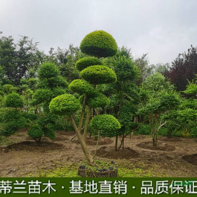 亮晶女貞批發(fā) 江蘇亮晶女貞批發(fā) 這是今天從自家基地實(shí)拍的亮晶
