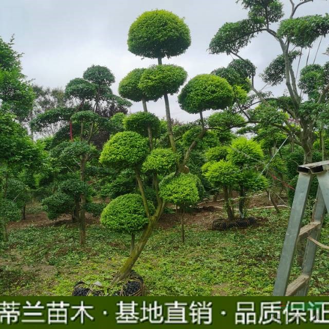 本基地有很多的亮晶女貞批發(fā) 今年本基地有很多的亮晶女貞出售 