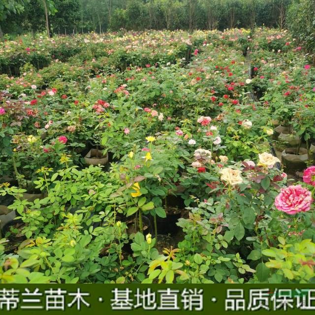 江蘇樹狀月季基地 虛入需要大量采購批發(fā)月季的可以到江蘇 蘇北