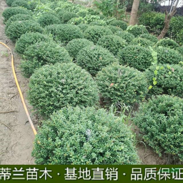 蘇北地區(qū)龜甲冬青球大量批發(fā)這是今天從自家基地實(shí)拍的精品龜甲冬