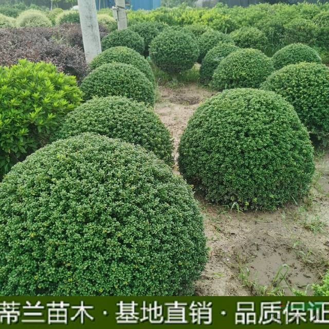 蘇北地區(qū)龜甲冬青球大量批發(fā)這是今天從自家基地實(shí)拍的精品龜甲冬