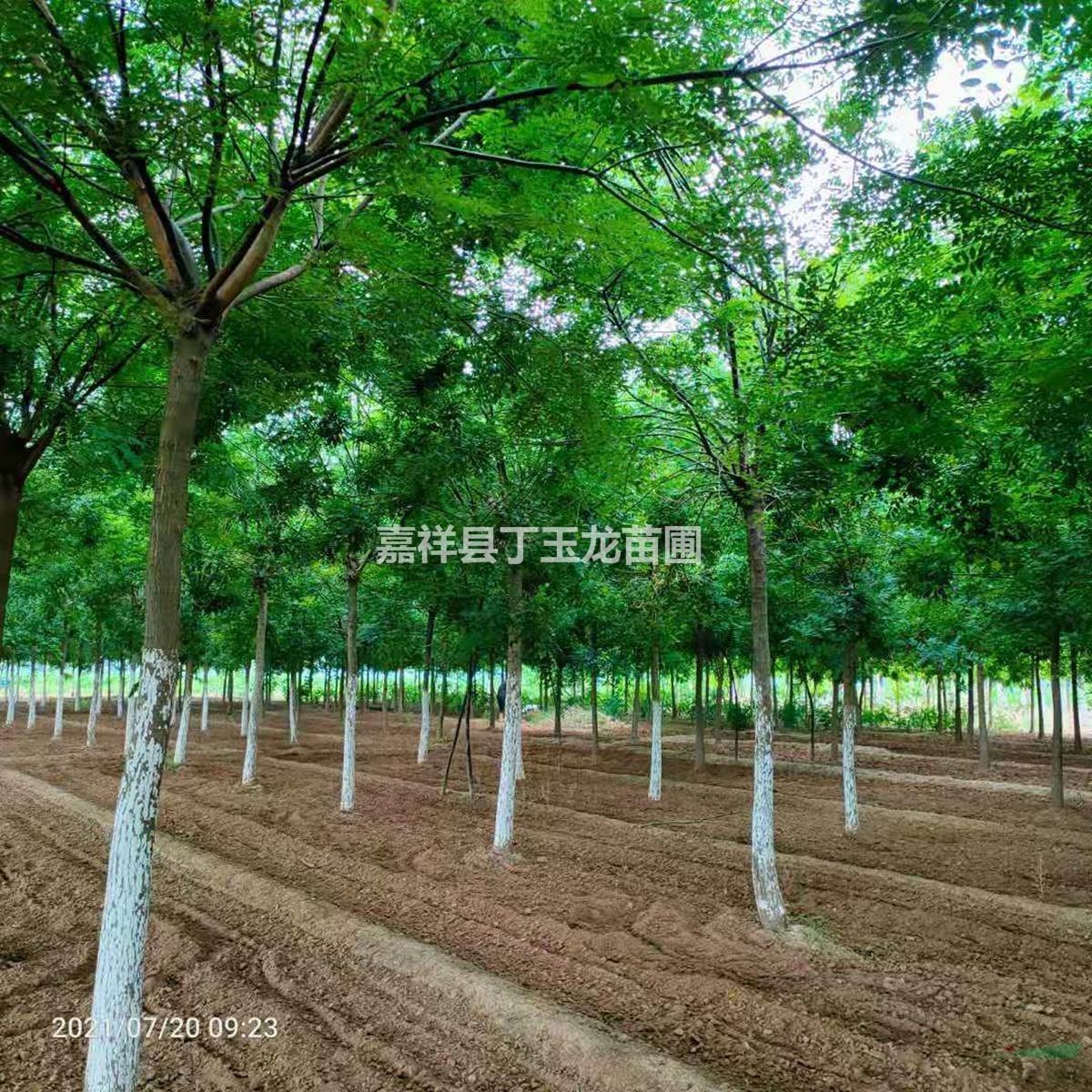 供應(yīng)10-15公分國槐 開心冠  量大價優(yōu)
