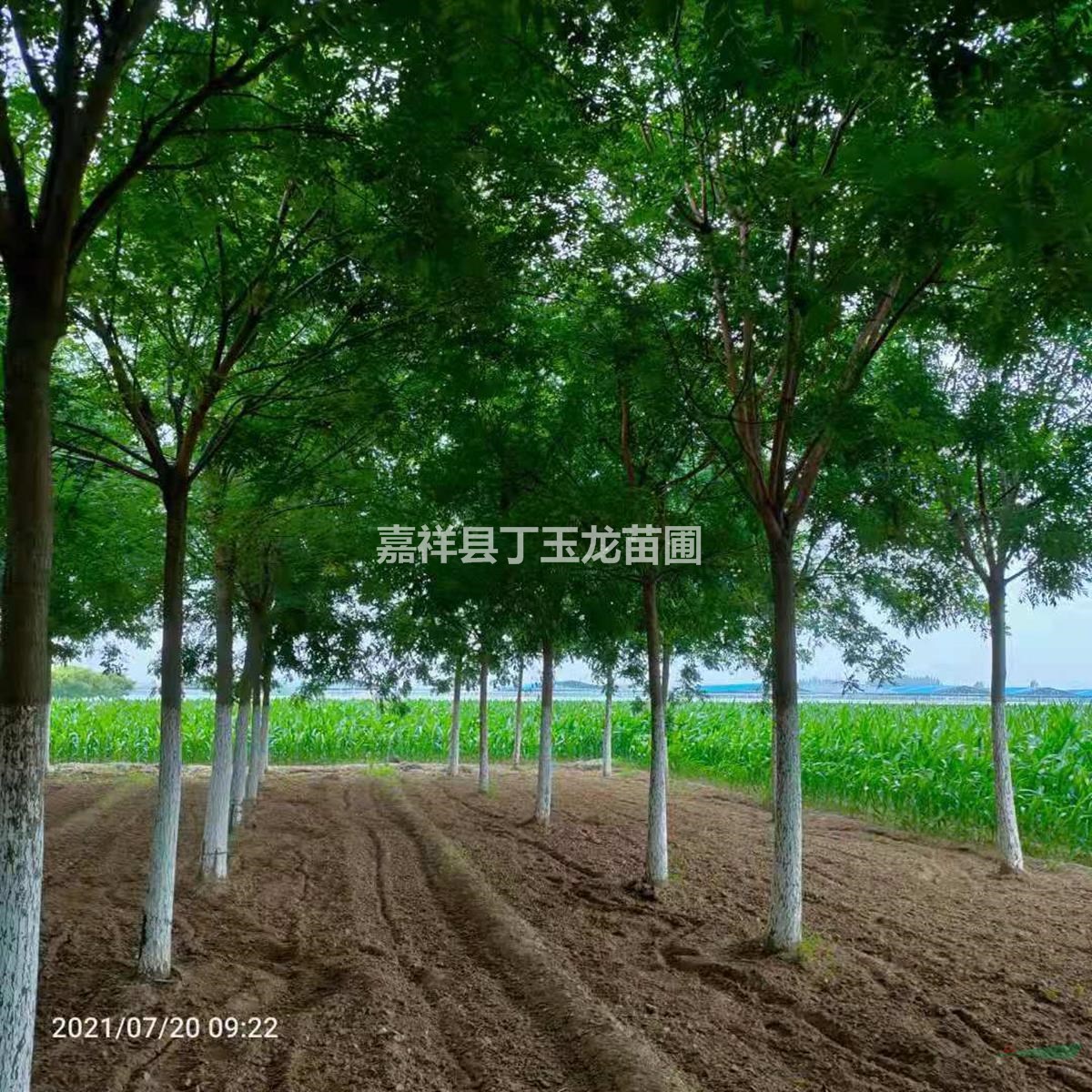 國槐10-15-18-20公分大量