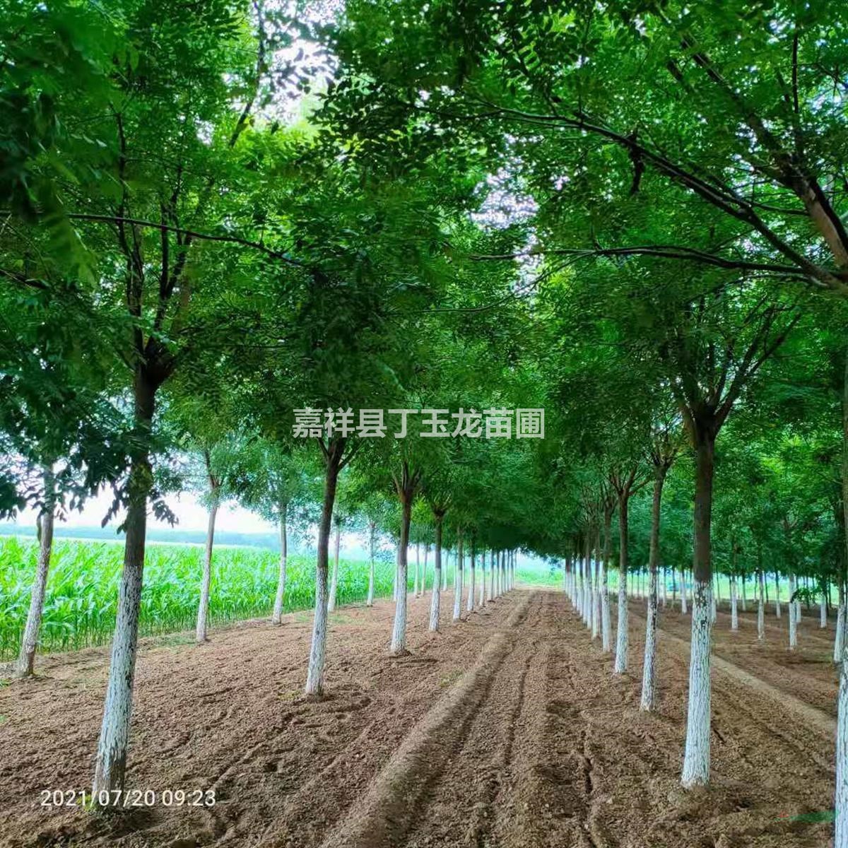 國槐10-15-18-20公分大量