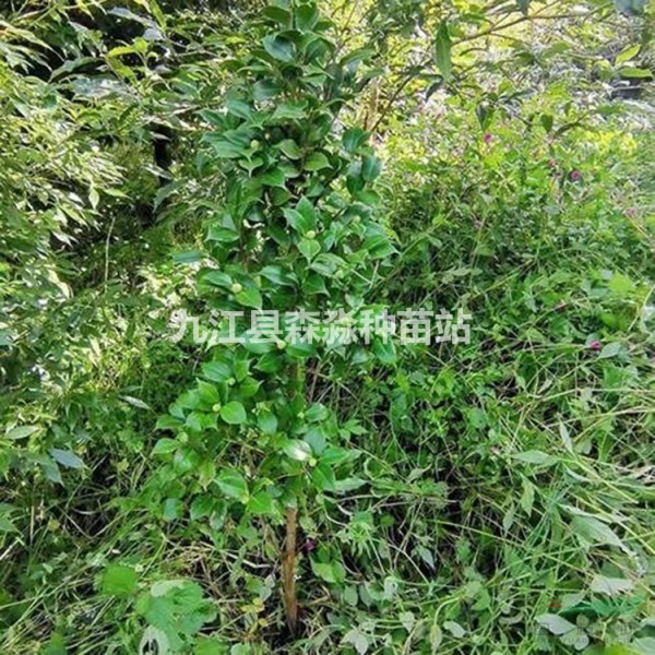 精品兩米冠幅的茶花 茶花球價格 兩米冠幅的茶花價格