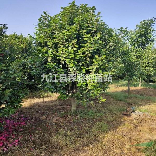 精品兩米冠幅的茶花 茶花球價格 兩米冠幅的茶花價格