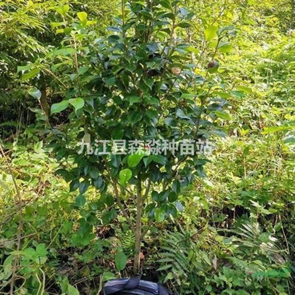 精品兩米冠幅的茶花 茶花球價格 兩米冠幅的茶花價格