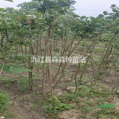 紫薇小苗 紫薇价格报价 紫薇基地 