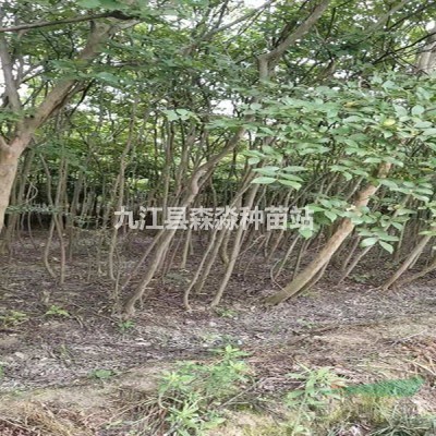 紫薇小苗 紫薇价格报价 紫薇基地 