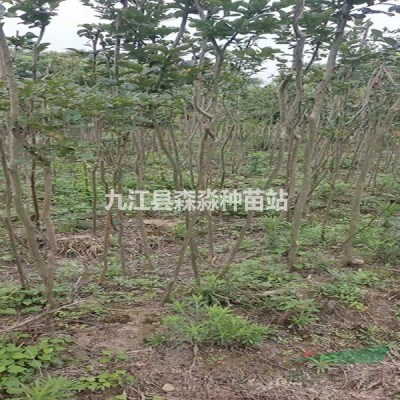 紫薇小苗 紫薇价格报价 紫薇基地 