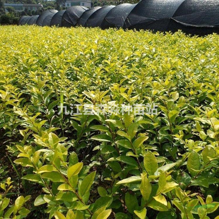 园林绿化苗木 批发香樟树 基地直发香樟小苗批发