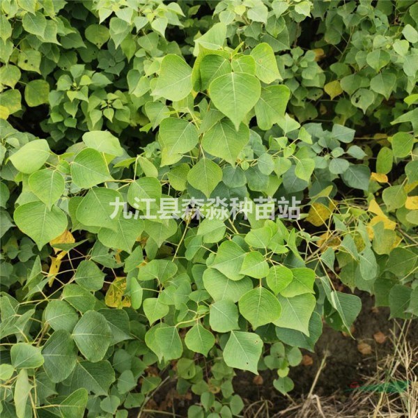 烏桕小苗 基地大量供應烏桕小苗 烏桕規格齊全 