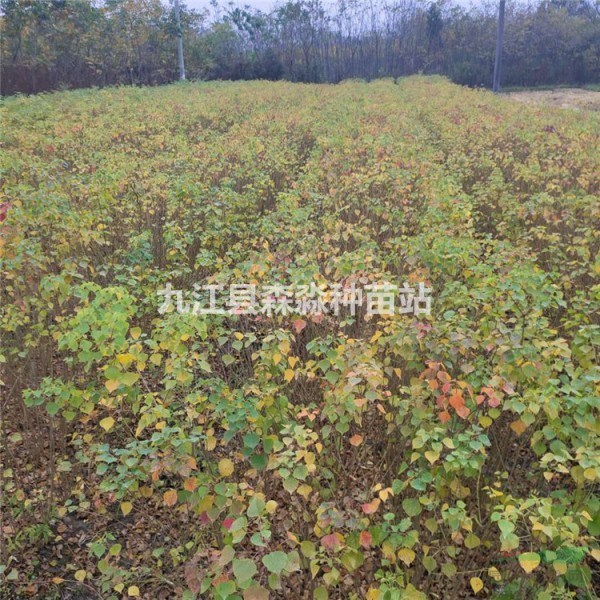 烏桕小苗 基地大量供應烏桕小苗 烏桕規格齊全 