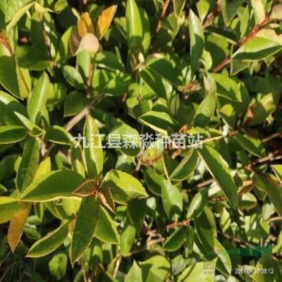 红叶石楠球 红叶石楠球基地 红叶石楠球种植基地