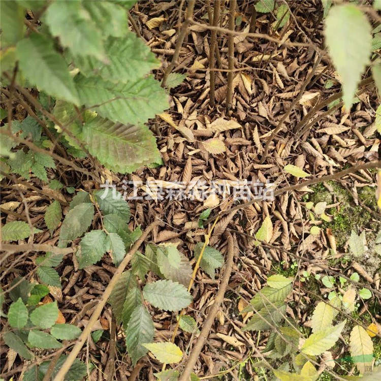 红榉种植基地 品种规格齐全 红榉苗价格