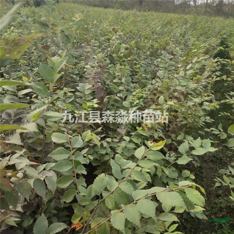 红榉种植基地 品种规格齐全 红榉苗价格