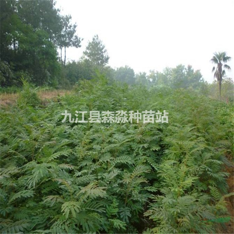批發合歡樹苗 綠化工程合歡小苗 綠化花卉苗木