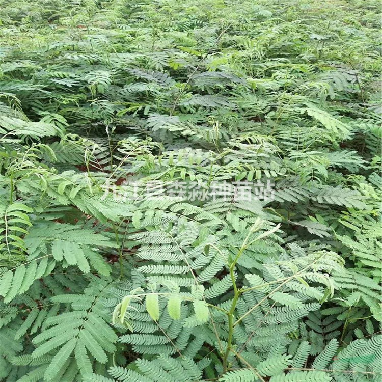批發合歡樹苗 綠化工程合歡小苗 綠化花卉苗木