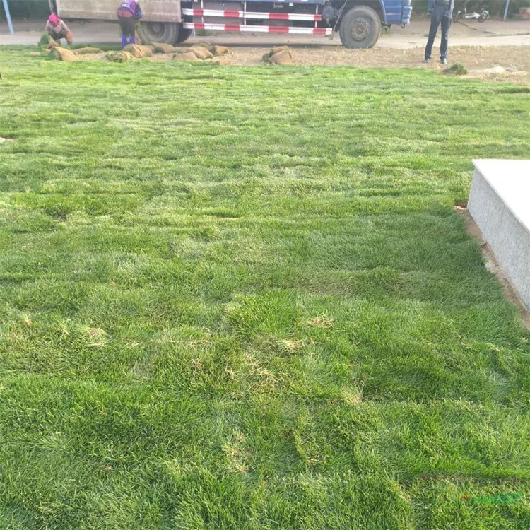 剪股穎草坪草皮 公園綠地高質(zhì)量草坪草皮 高爾夫保齡球道草坪 學(xué)校操場工程綠化類草坪價格 