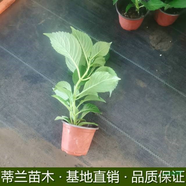 江蘇八鮮花批發(fā)江蘇盆栽八仙花