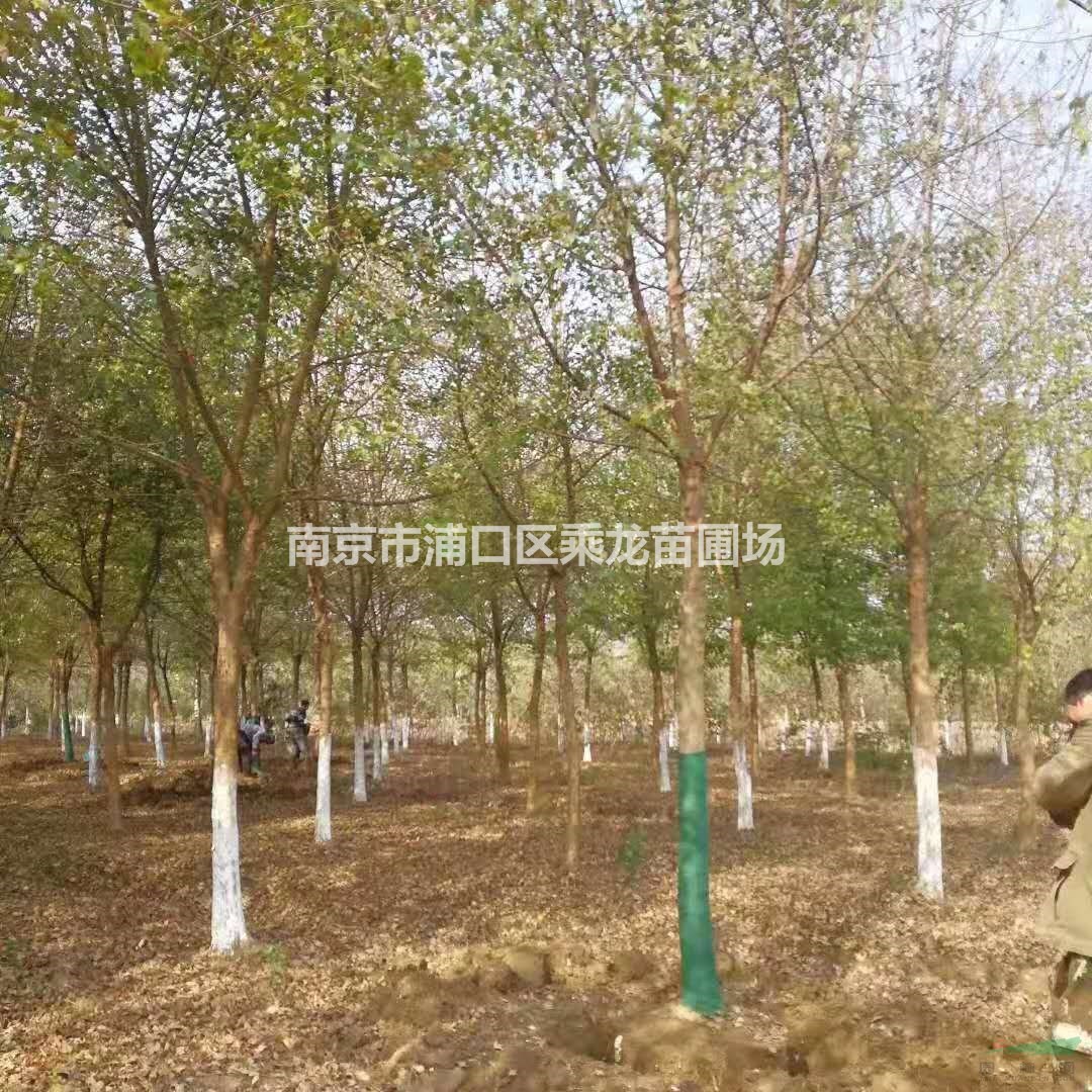 18公分三角楓價格-產(chǎn)地18公分三角楓基地常年直銷