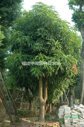 芒果树：3-60公分供应