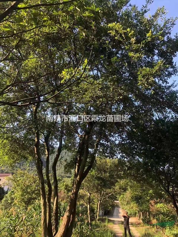 高4米5米6米7米8米10米叢生樸樹(shù)產(chǎn)地價(jià)格