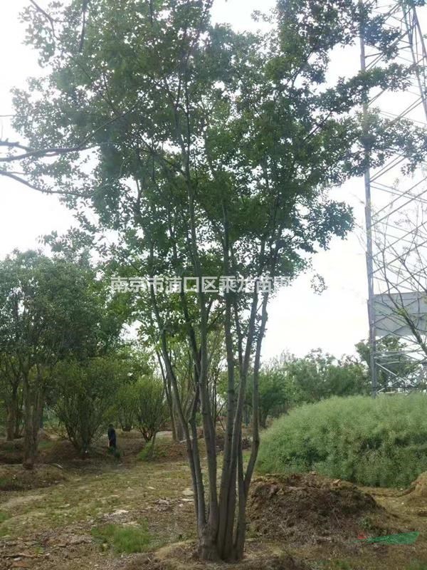 高4米5米6米7米8米10米叢生樸樹(shù)產(chǎn)地價(jià)格