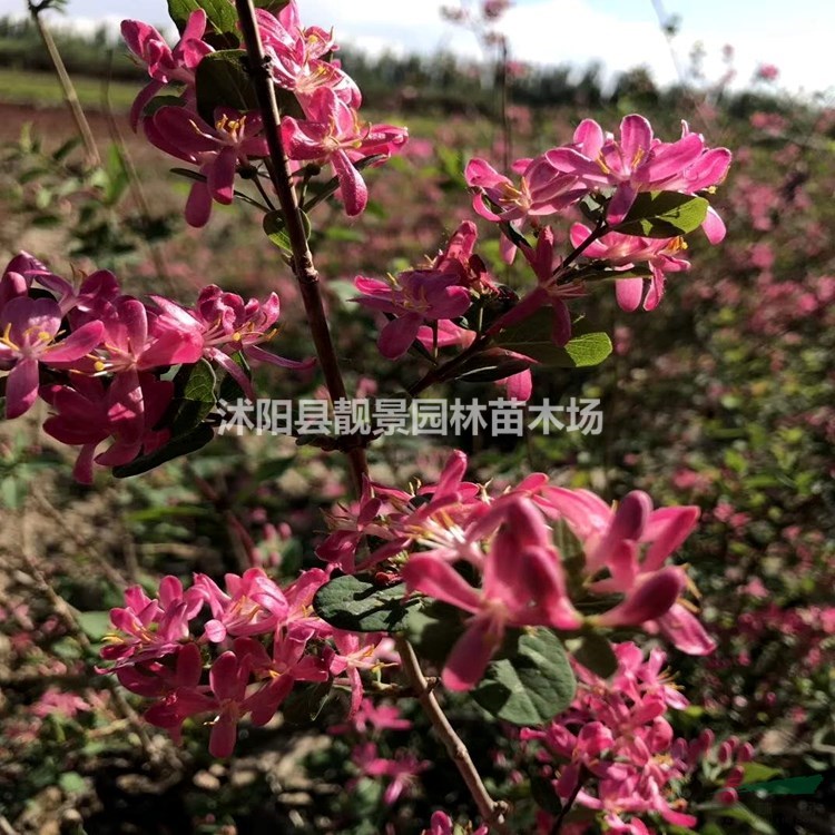 新疆忍冬价格 红花忍冬适宜新疆气候种植 花期长