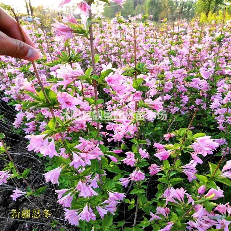 新疆忍冬价格 红花忍冬适宜新疆气候种植 花期长