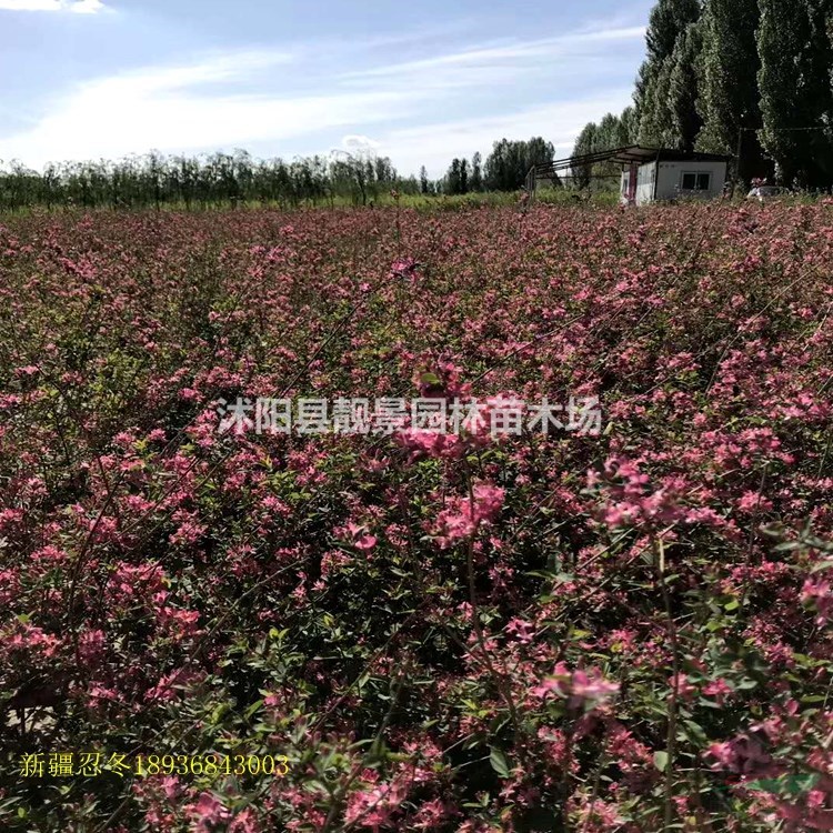 新疆忍冬价格 红花忍冬适宜新疆气候种植 花期长