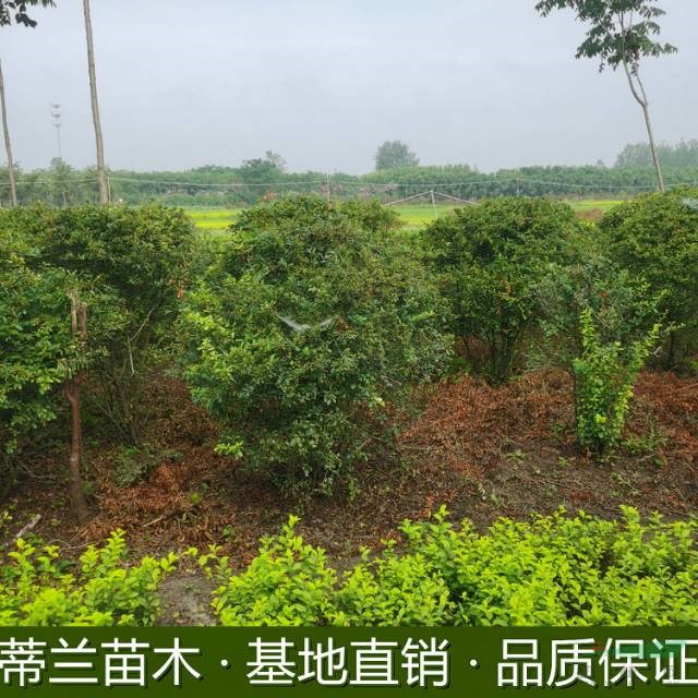 江蘇火棘球大量批發(fā) 如果需要采購優(yōu)質(zhì)火棘球可以到蘇北地區(qū)