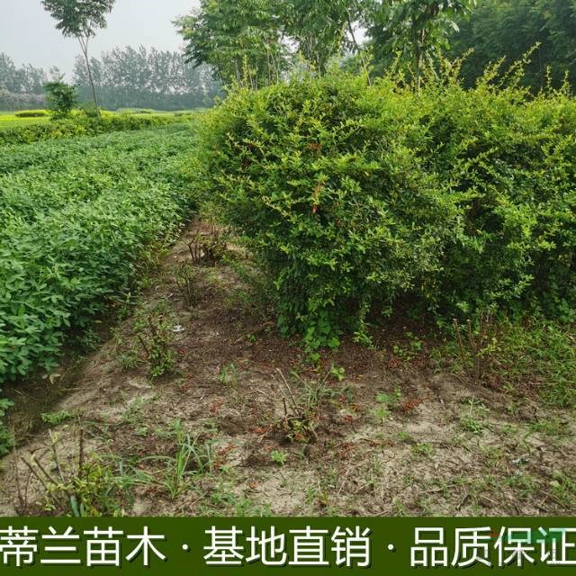 江蘇火棘球大量批發(fā) 如果需要采購優(yōu)質(zhì)火棘球可以到蘇北地區(qū)