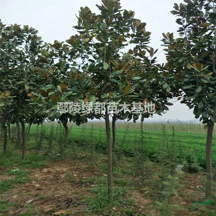 广玉兰价格 2到18公分广玉兰批发 常绿绿化树种