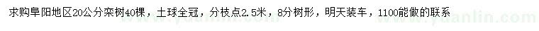 求購20公分欒樹