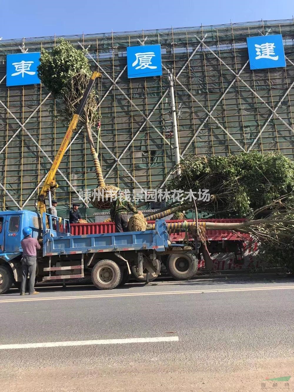 18公分大叶女贞装车实拍 20公分精品大叶女贞供应商