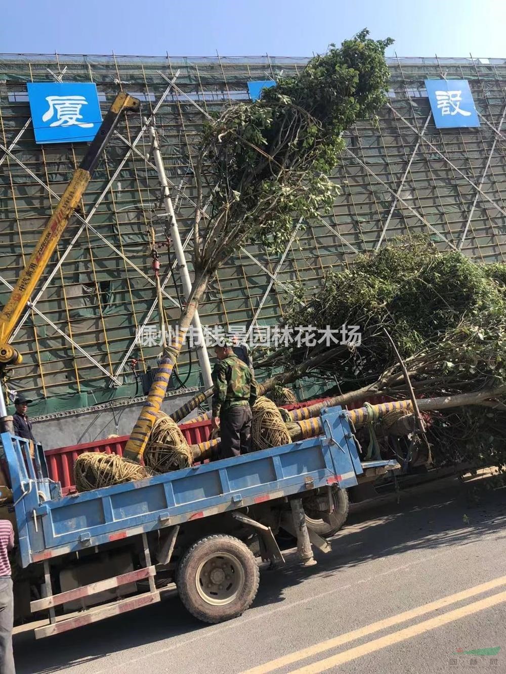 18公分大叶女贞装车实拍 20公分精品大叶女贞供应商