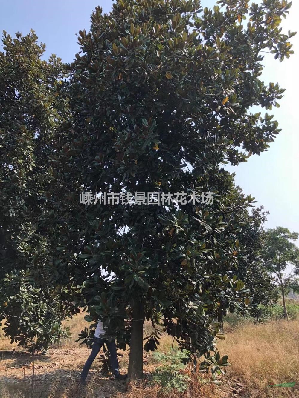 大小规格广玉兰基地 精品广玉兰供应 10-30公分广玉兰产地