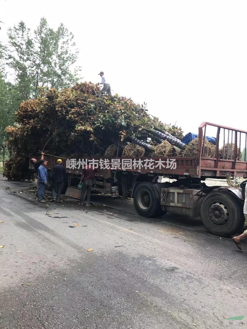 大小规格广玉兰基地 精品广玉兰供应 10-30公分广玉兰产地