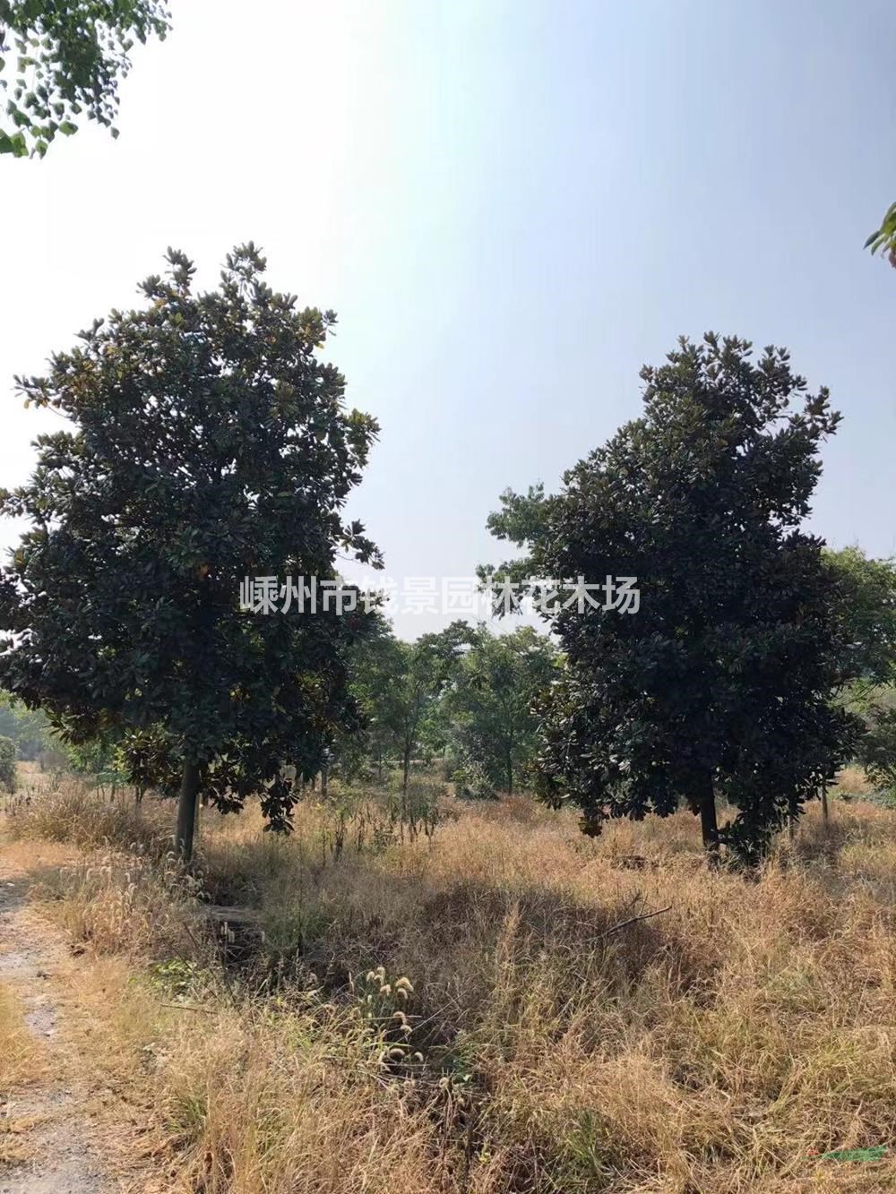 大小规格广玉兰基地 精品广玉兰供应 10-30公分广玉兰产地