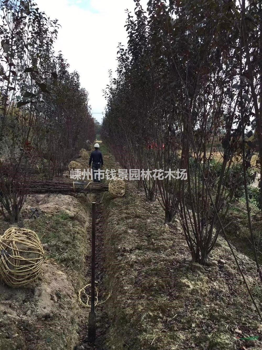 优质特价丛生红叶李产地直销 丛生多杆红叶李批发供应