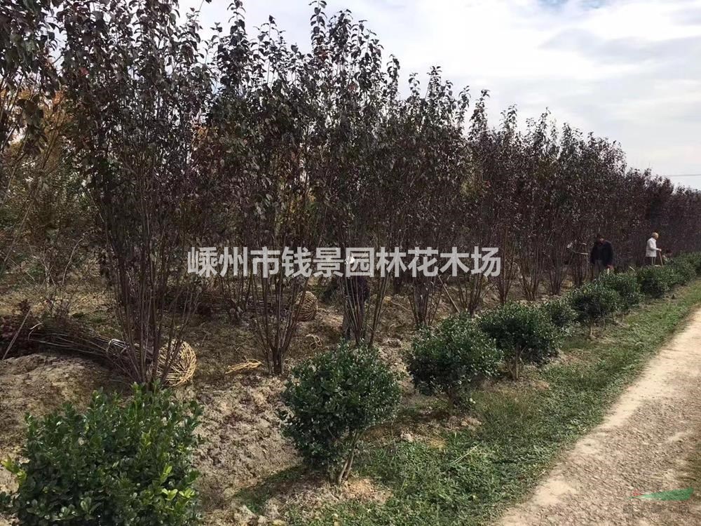 优质特价丛生红叶李产地直销 丛生多杆红叶李批发供应