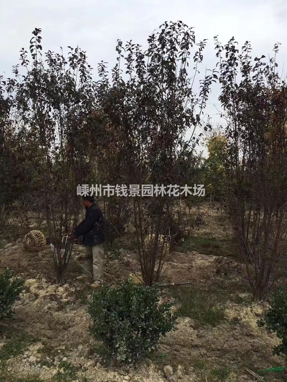 优质特价丛生红叶李产地直销 丛生多杆红叶李批发供应