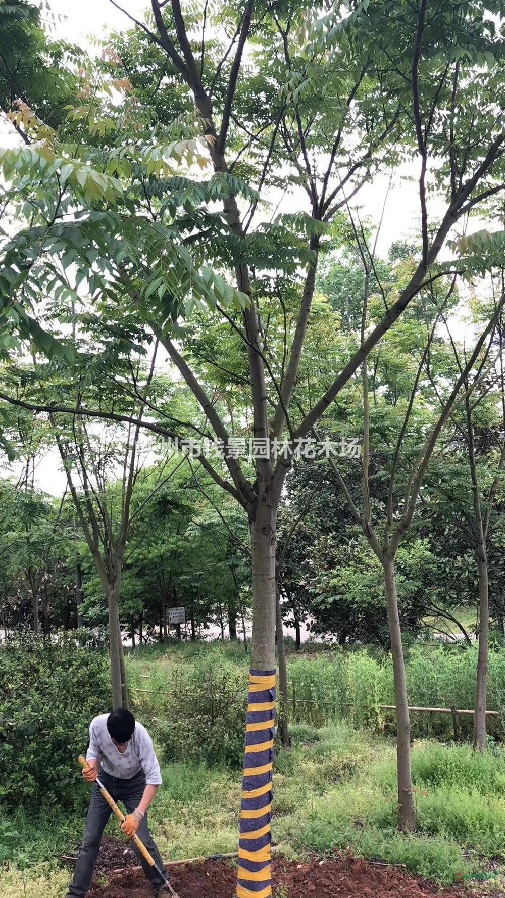 优质特价黄山栾树产地直销 10-25公分精品黄山栾树供应