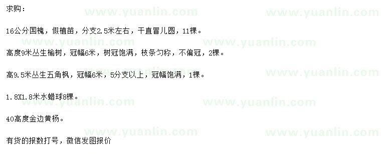 求購(gòu)國(guó)槐、叢生榆樹(shù)、叢生五角楓等