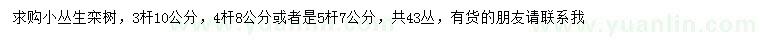 求購3、4、5桿叢生欒樹
