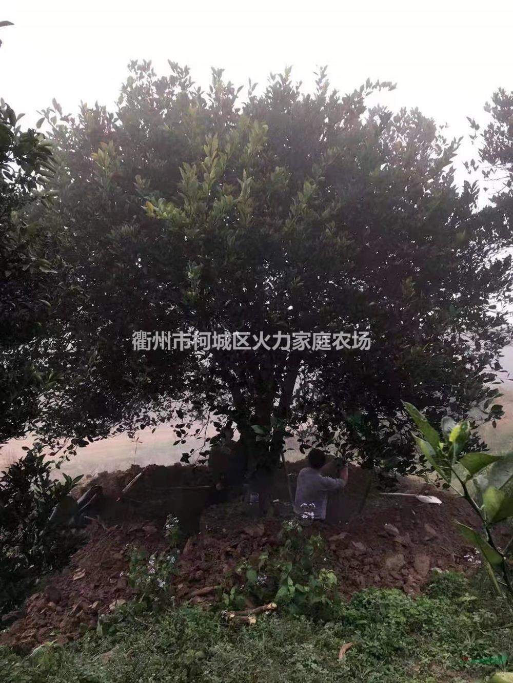 浙江原生胡柚批發(fā)/供應(yīng) 咨詢火氣家庭農(nóng)場