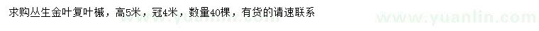 求購高5米叢生金葉復(fù)葉槭