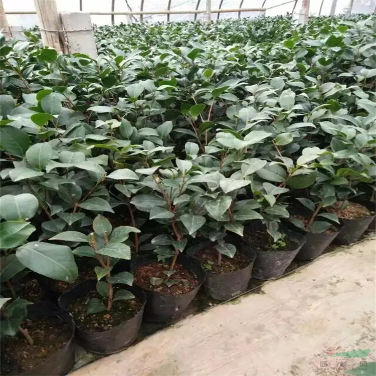 批發(fā) 金花茶盆苗 杯苗 園林庭院觀賞花卉 名貴花茶品種 園林別墅綠化工程苗 耐澇耐瘠薄易成活